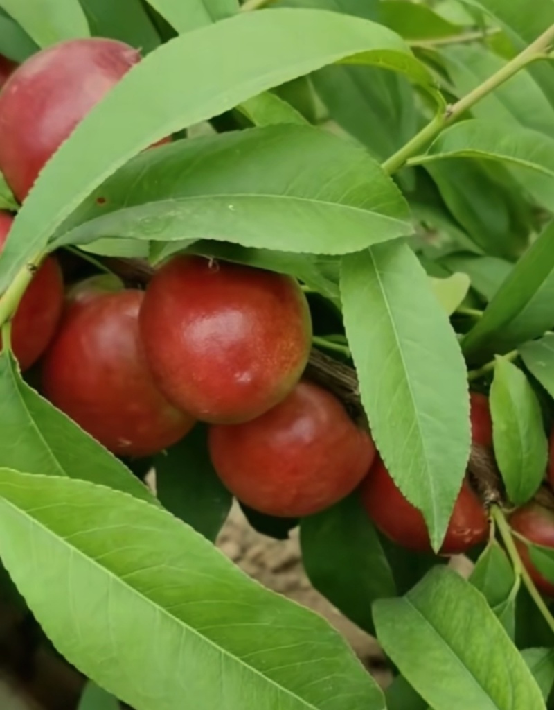 珍珠枣油桃，1号，8号大量上市