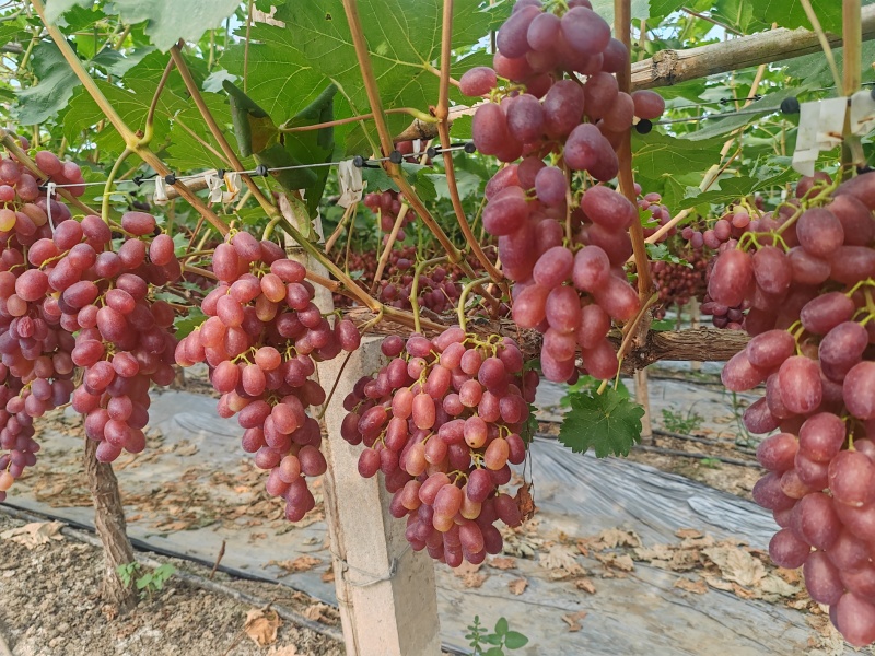 推荐河北饶阳葡萄克伦生葡萄脆甜口货源充足量大从优