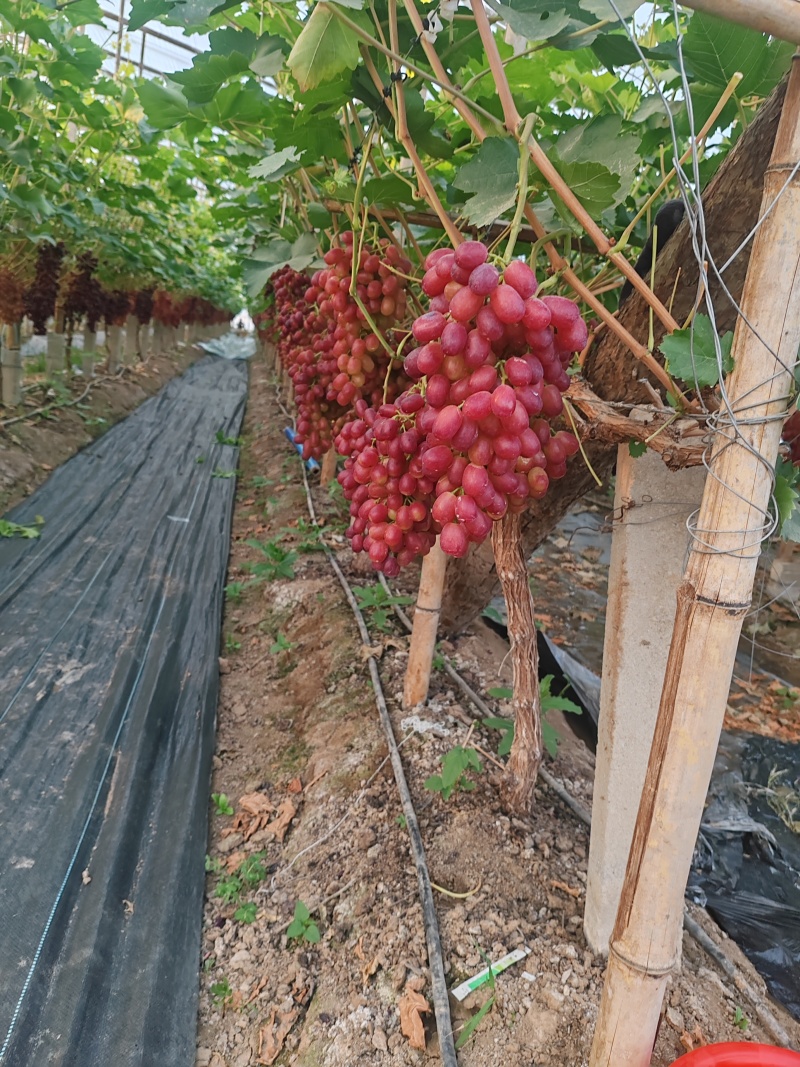 推荐河北饶阳葡萄克伦生葡萄脆甜口货源充足量大从优