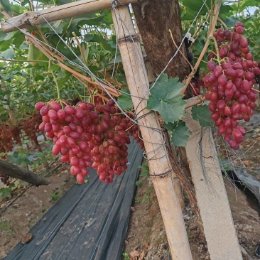 推荐河北饶阳葡萄克伦生葡萄脆甜口货源充足量大从优