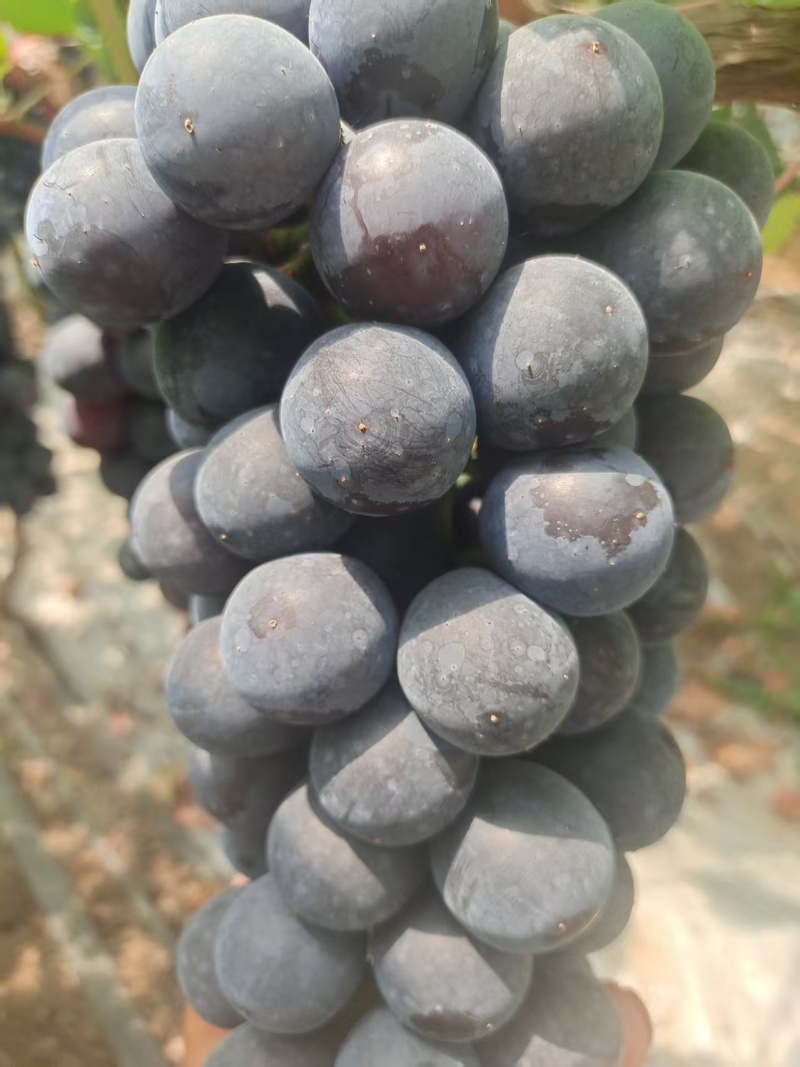 《夏黑葡萄》江苏葡萄/新沂葡萄/串形好口感好/现摘现发货