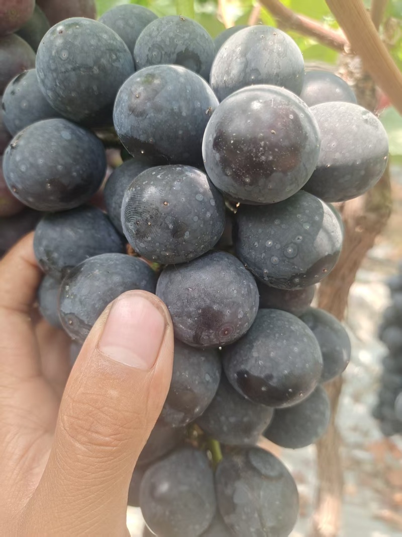 《夏黑葡萄》江苏葡萄/新沂葡萄/串形好口感好/现摘现发货