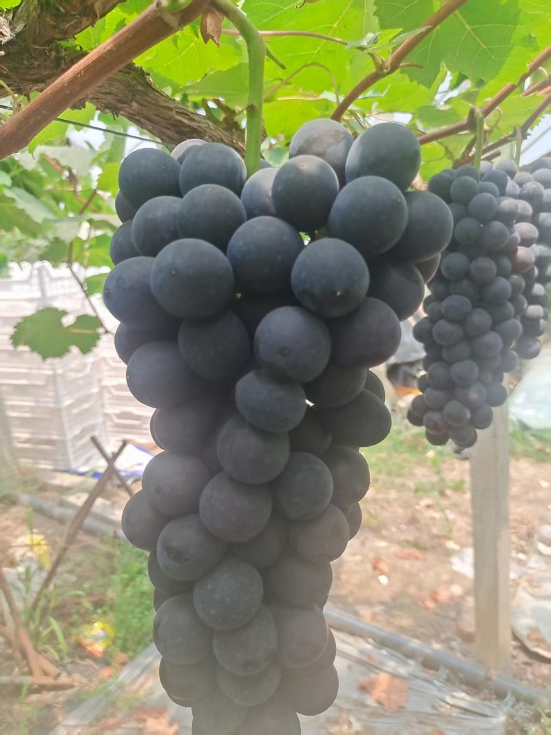 《夏黑葡萄》江苏葡萄/新沂葡萄/串形好口感好/现摘现发货