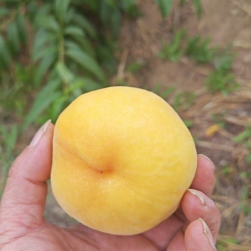 纸袋黄金刚毛桃大量上市