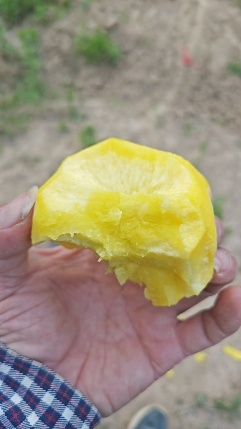 纸袋黄金刚毛桃大量上市