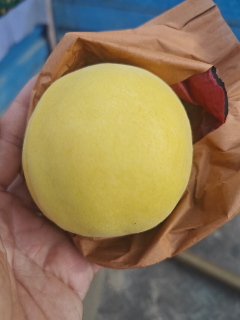 纸袋黄金刚毛桃大量上市