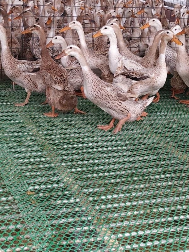 多蛋鸭苗