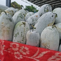 云南红河老品种长条白皮冬瓜、欢迎实地考查、量大从优