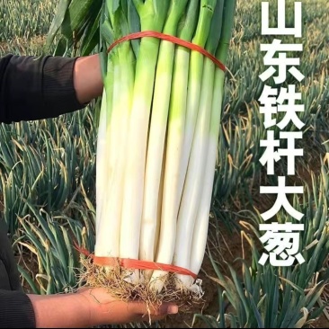 山东铁杆净葱取半叶