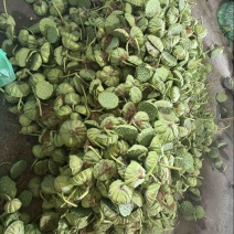 新鲜水果莲蓬即将上市有需求者联系