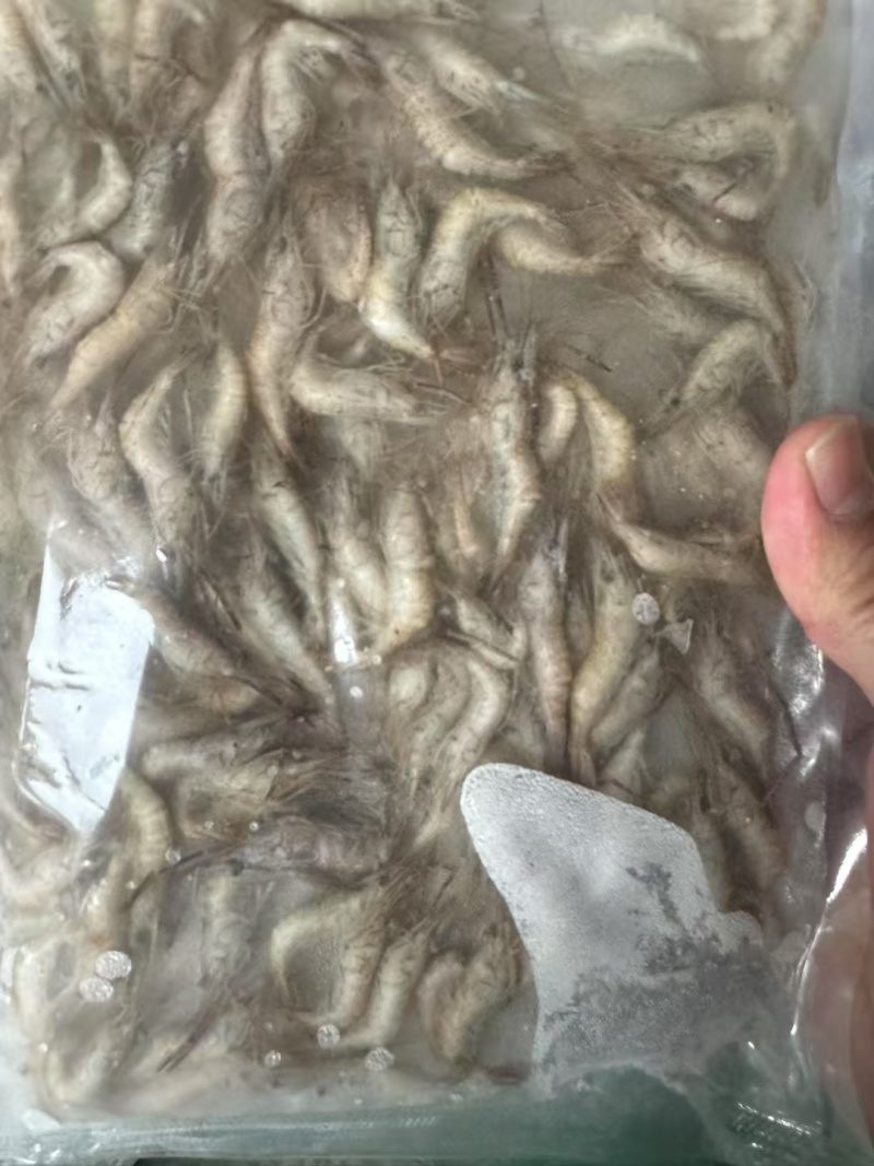 速冻山坑虾小河虾（产地直销）品质保证强大供应链合作可聊