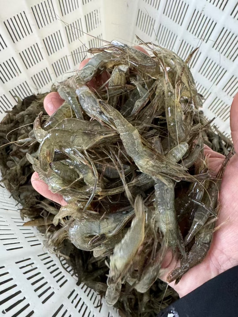 速冻山坑虾小河虾（产地直销）品质保证强大供应链合作可聊