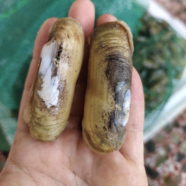 自产自销，蛏子，海蛏有需要