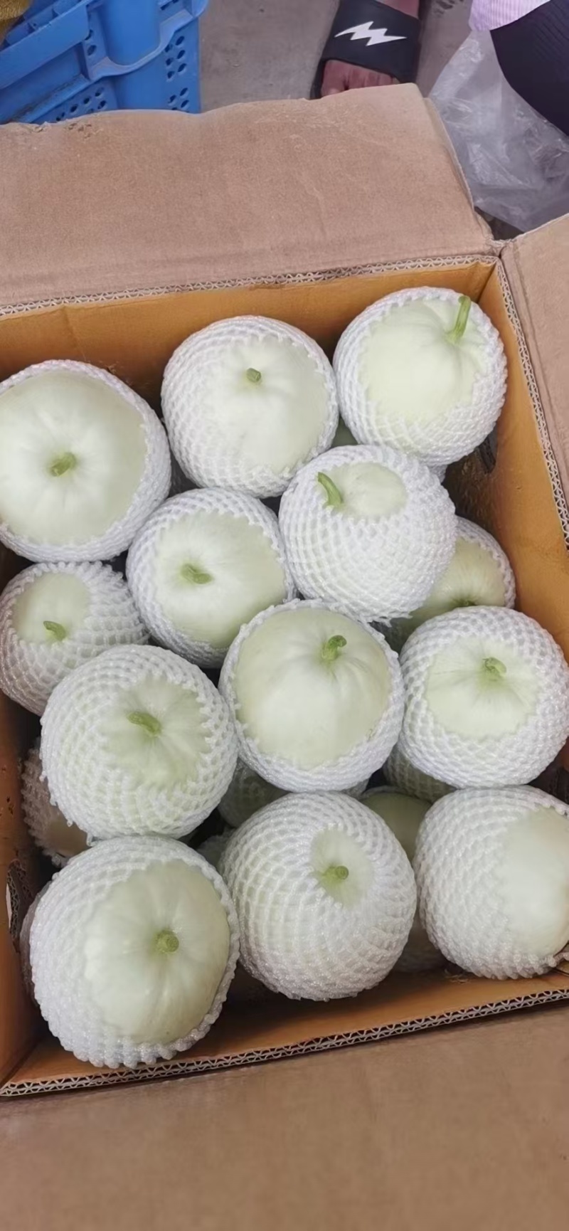 丑八怪/绿宝石/美浓香瓜/甜瓜产地供应品质靓