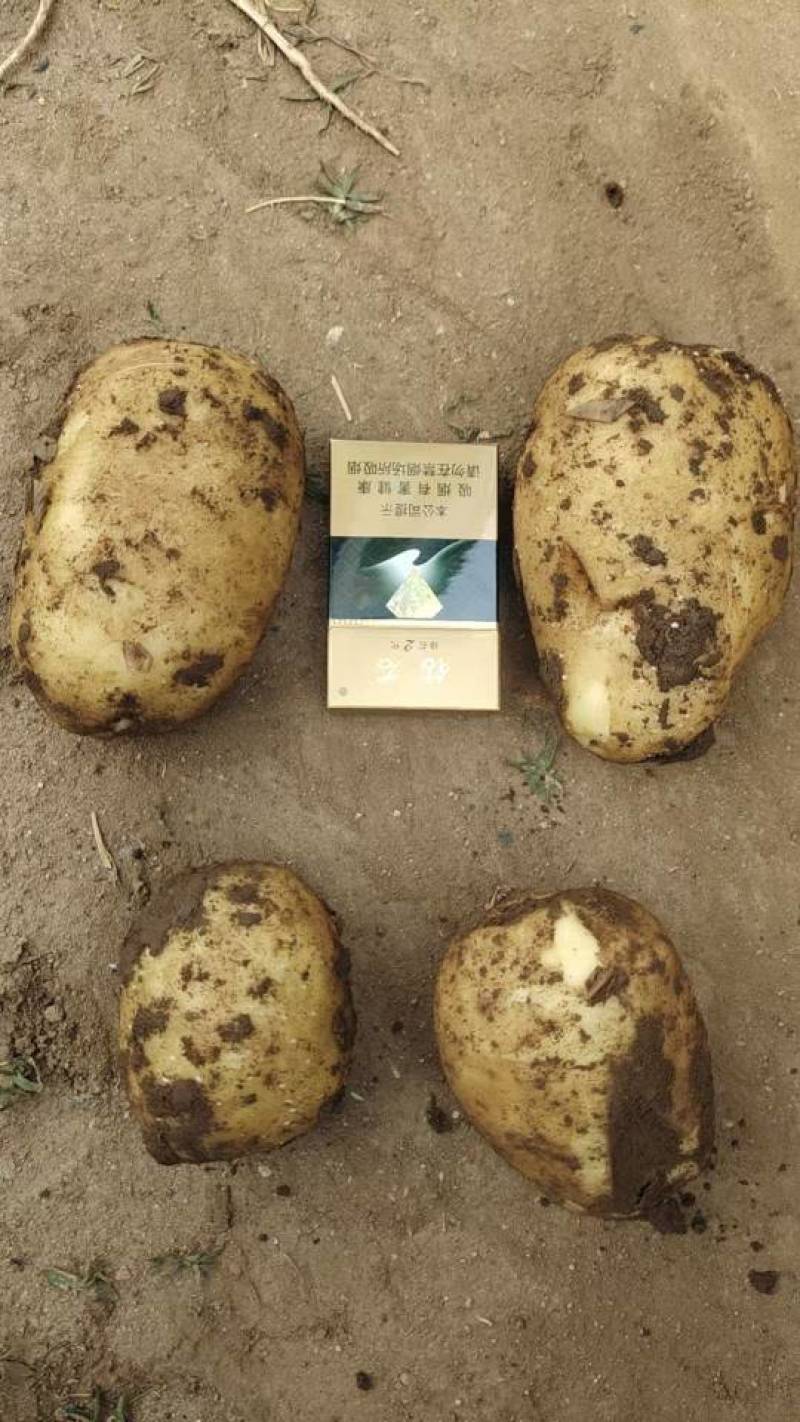 黄心土豆通货