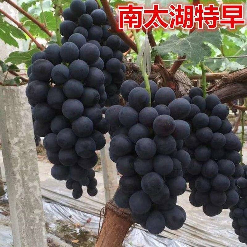 南太湖特早葡萄/江苏新沂产地/现摘现发/欢迎来电洽谈合作