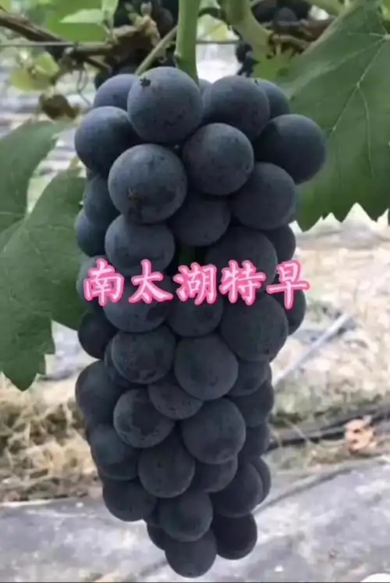 南太湖特早葡萄/江苏新沂产地/现摘现发/欢迎来电洽谈合作