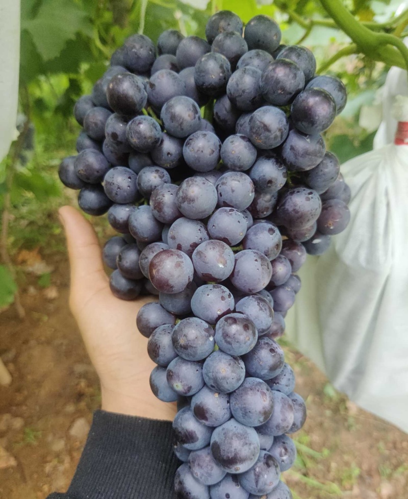 南太湖特早葡萄/江苏新沂产地/现摘现发/欢迎来电洽谈合作