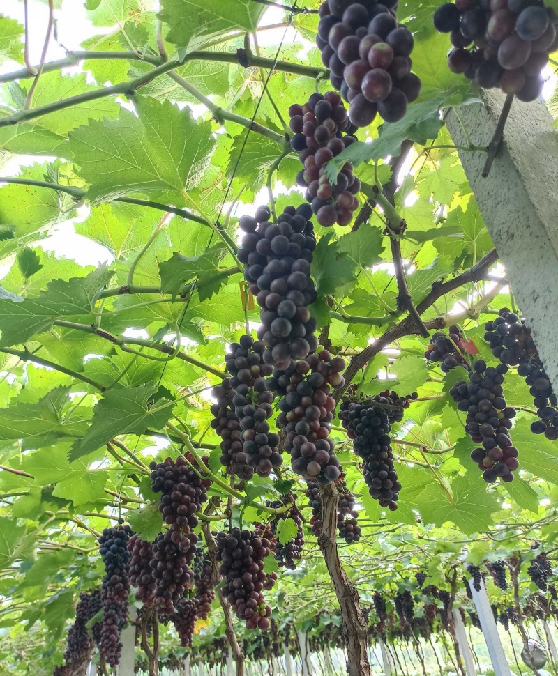南太湖特早葡萄/江苏新沂产地/现摘现发/欢迎来电洽谈合作