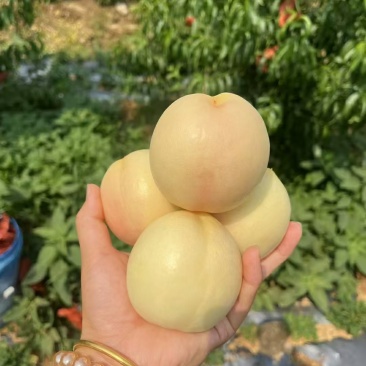 山东临沂蒙阴白油桃