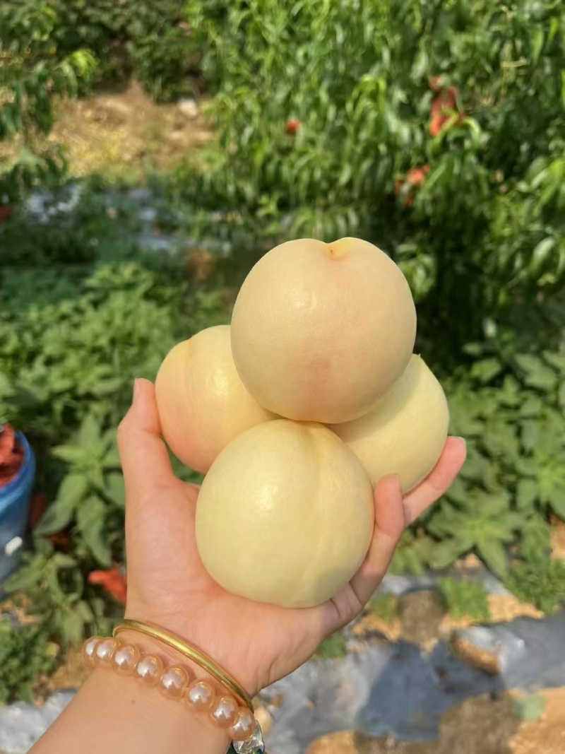 山东临沂蒙阴白油桃