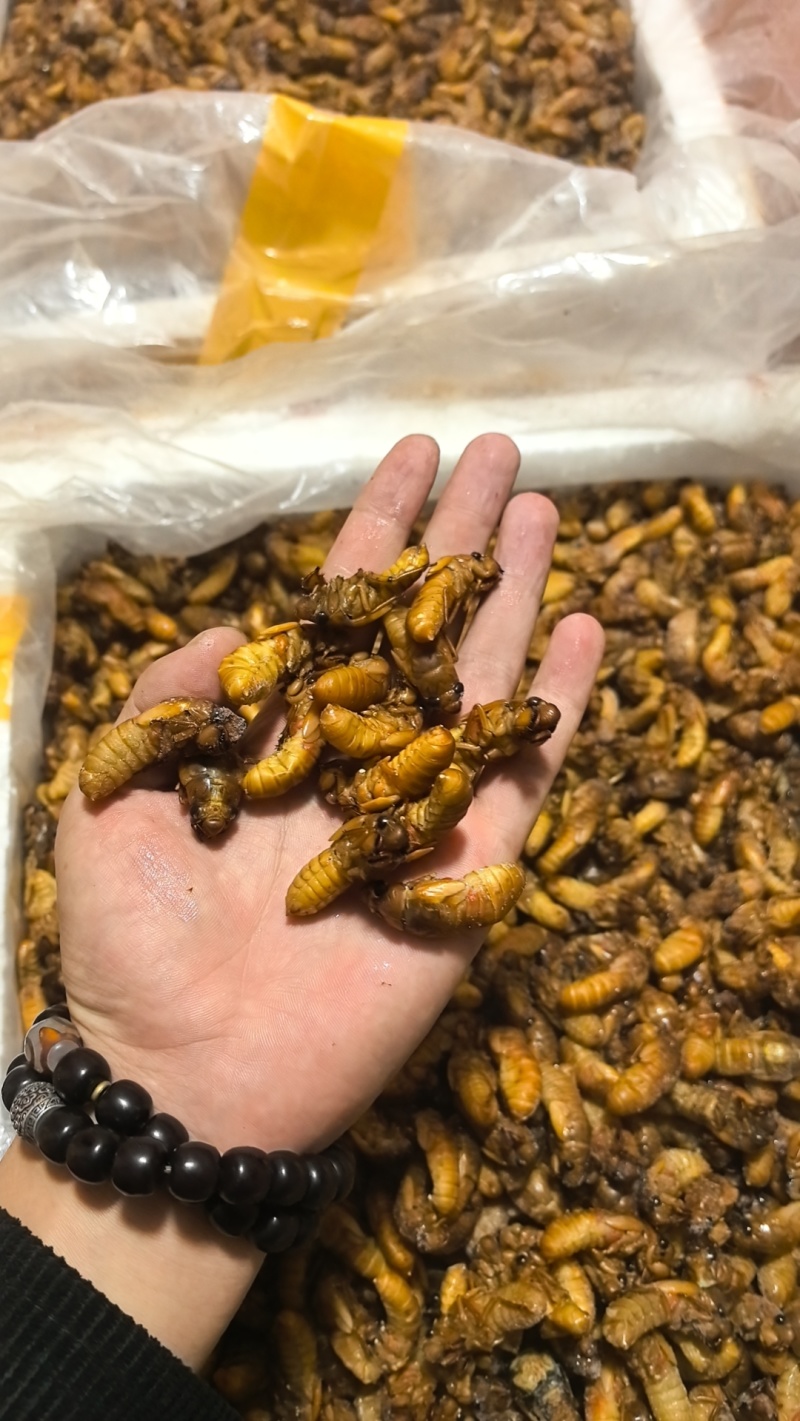 竹蝉金蝉白蝉规格质量有保证长年批发货源充足可聊