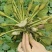 青菱角嫩菱角老菱角水红菱自产自销量大从优现摘现发