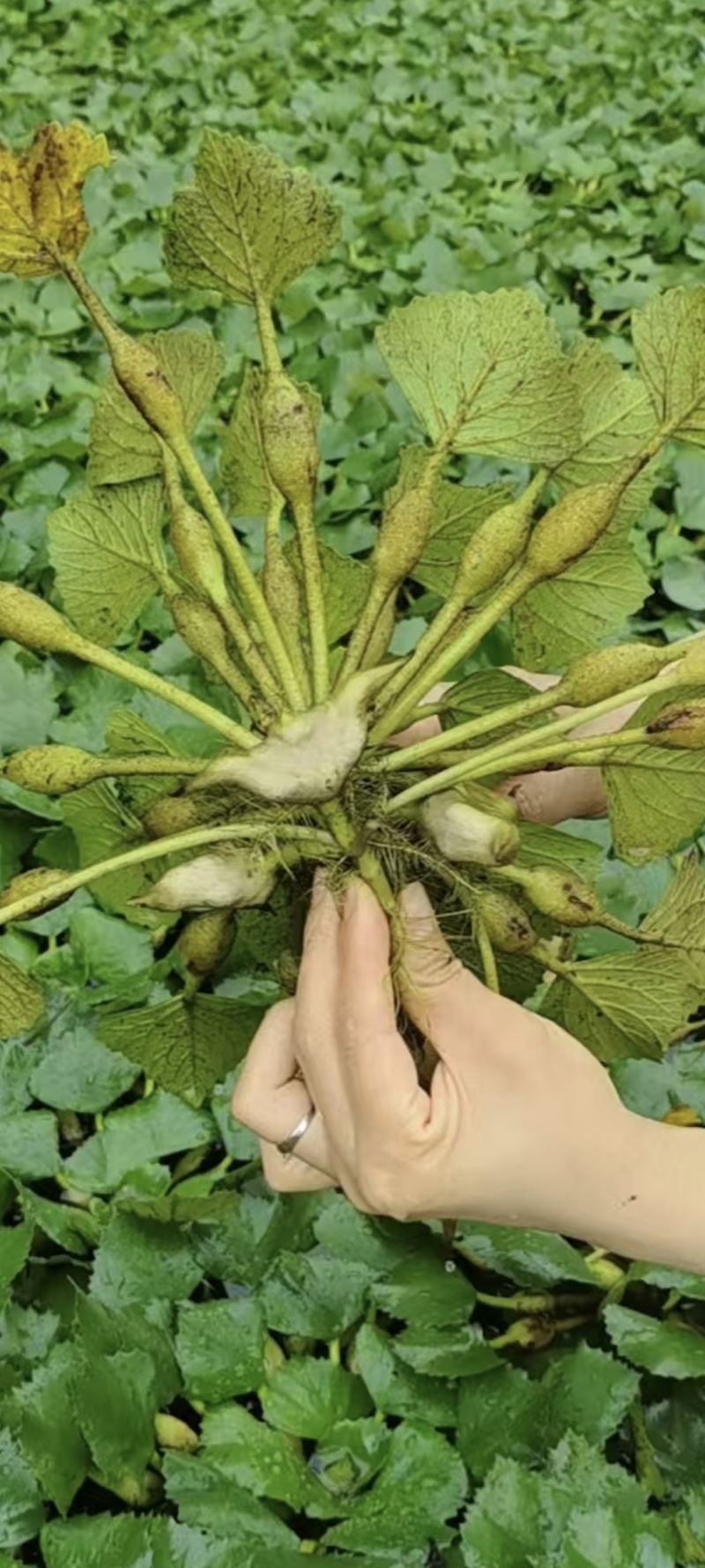 青菱角嫩菱角老菱角水红菱自产自销量大从优现摘现发