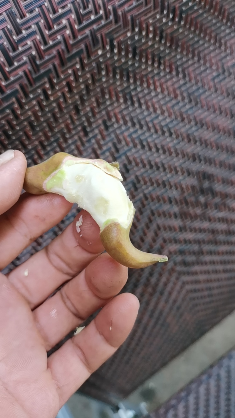 青菱角嫩菱角老菱角水红菱自产自销量大从优现摘现发