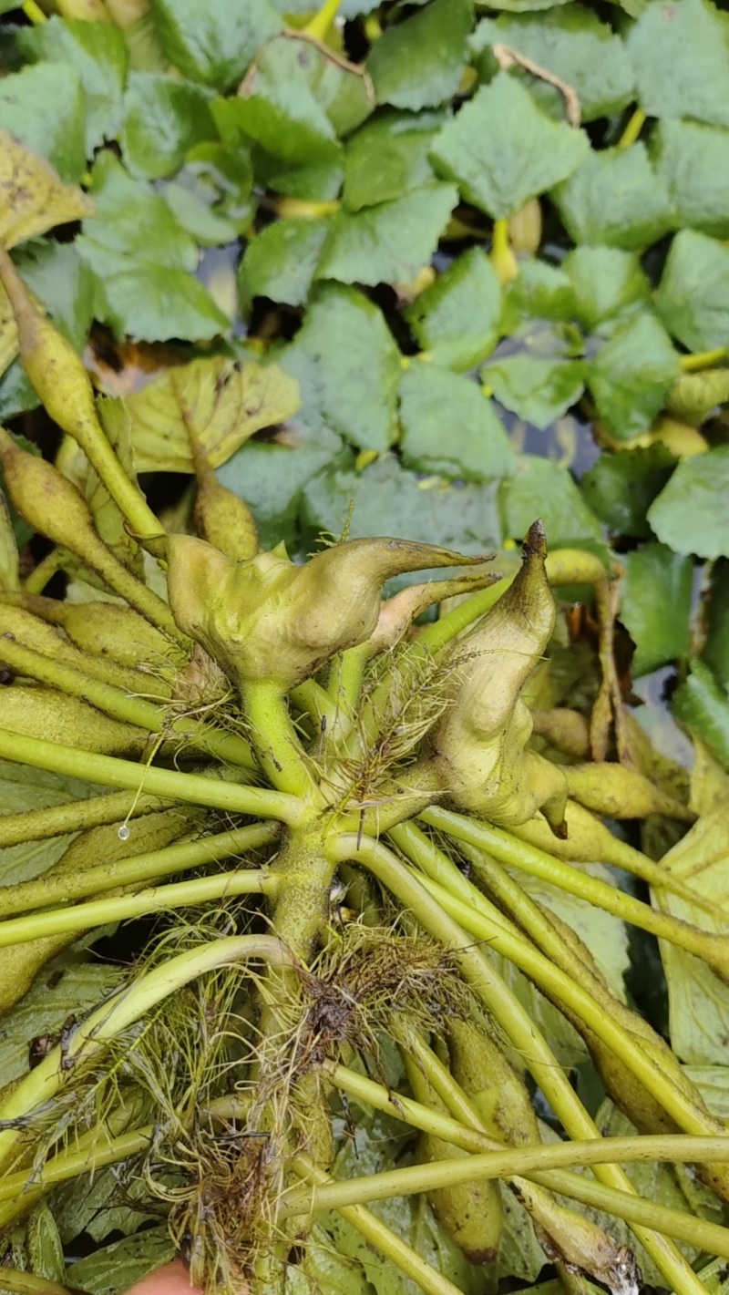 青菱角嫩菱角老菱角水红菱自产自销量大从优现摘现发