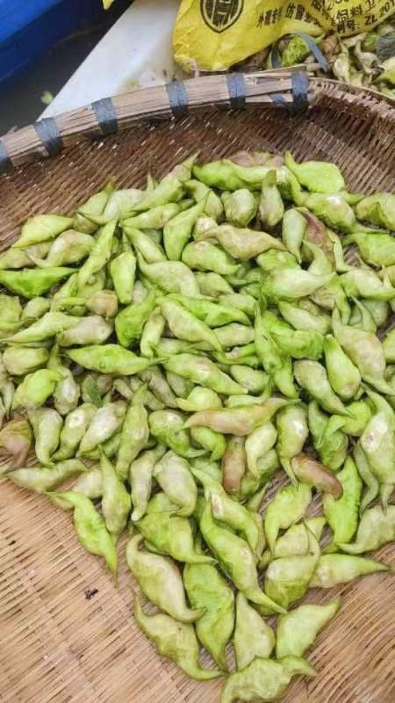 青菱角嫩菱角老菱角水红菱自产自销量大从优现摘现发