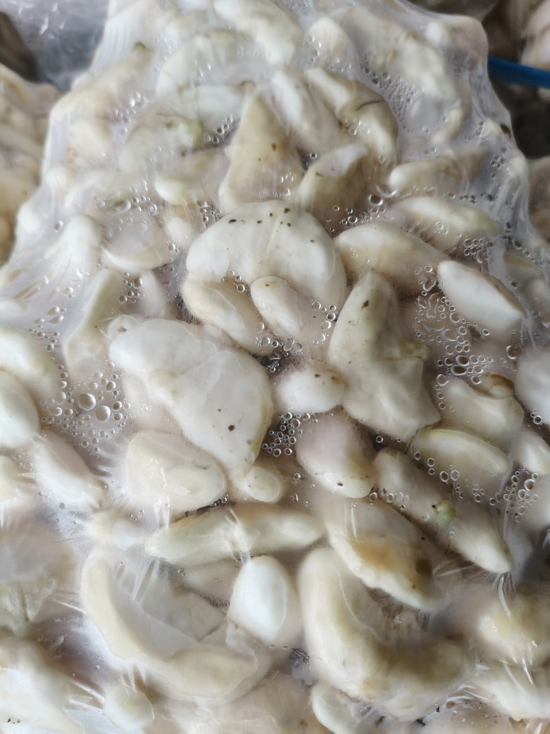 青菱角嫩菱角老菱角水红菱自产自销量大从优现摘现发