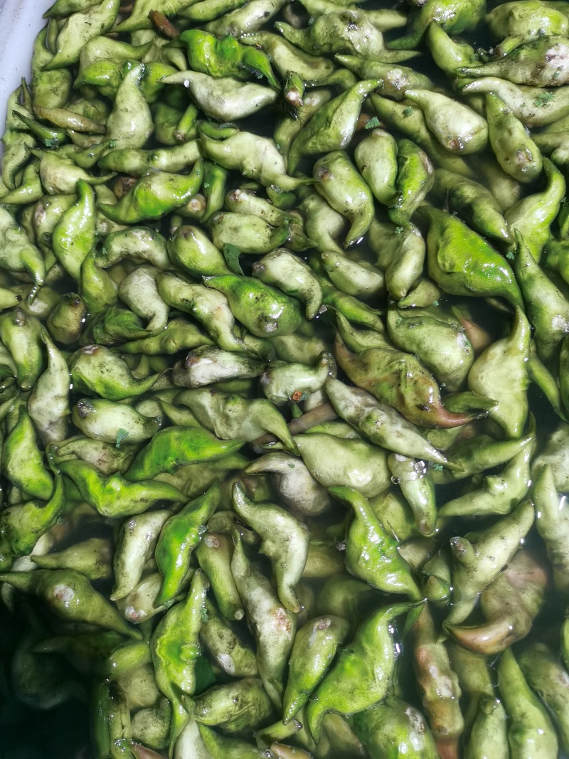 青菱角嫩菱角老菱角水红菱自产自销量大从优现摘现发