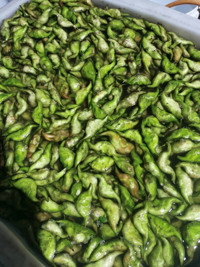 青菱角嫩菱角老菱角水红菱自产自销量大从优现摘现发