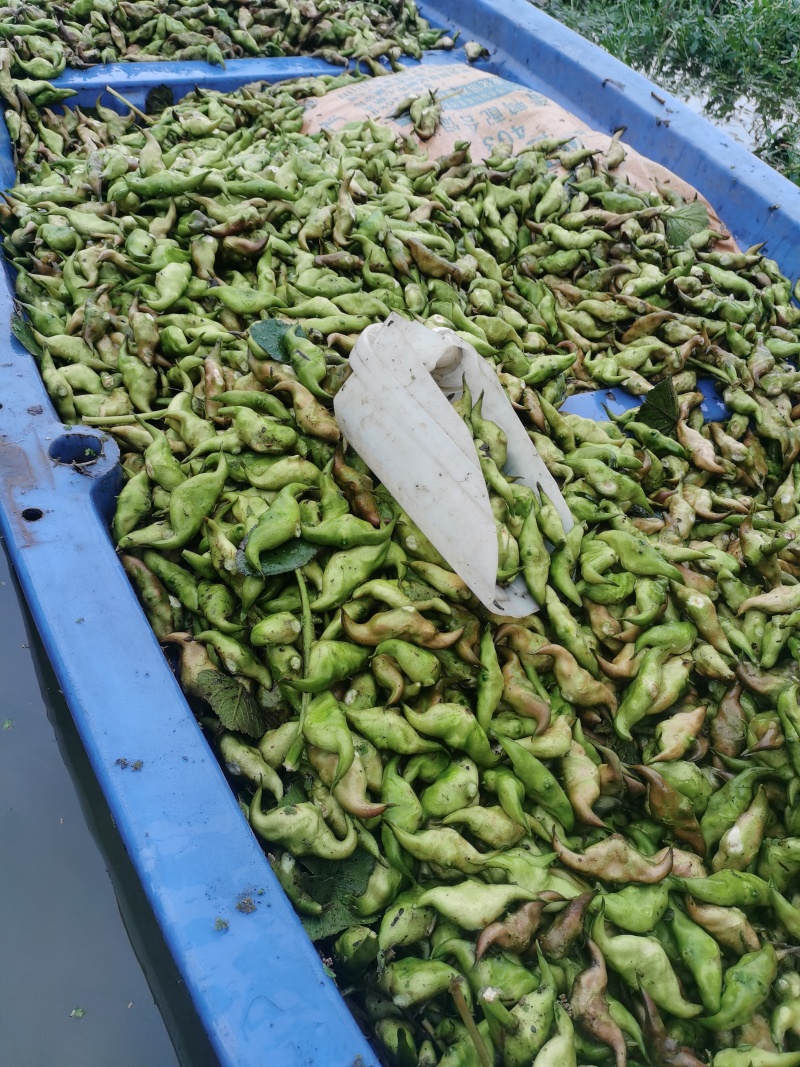 青菱角嫩菱角老菱角水红菱自产自销量大从优现摘现发