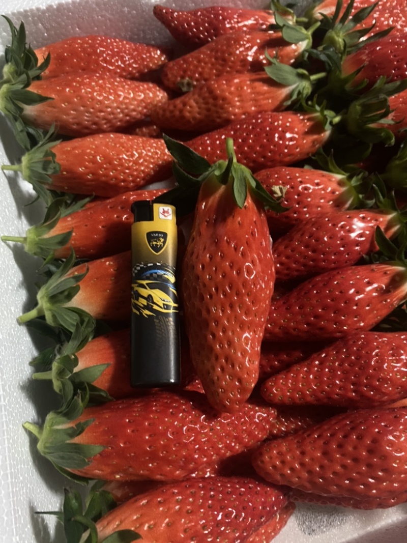 自己种植香蕉草莓多年有需要的可联系