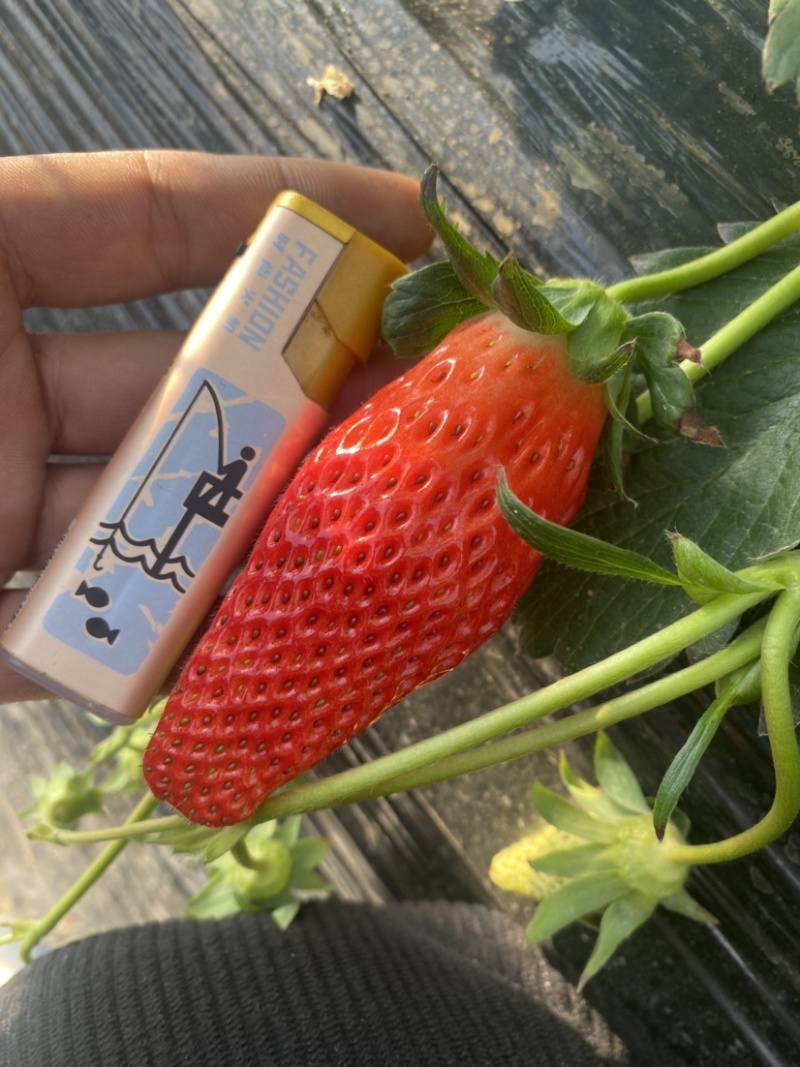 自己种植香蕉草莓多年有需要的可联系