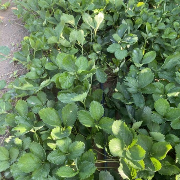 自己种植香蕉草莓多年有需要的可联系