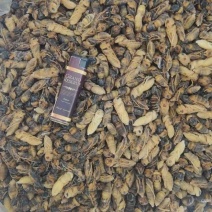 金环土蜂四级蛹各种规格齐全产地直销大量批发长年合作可谈