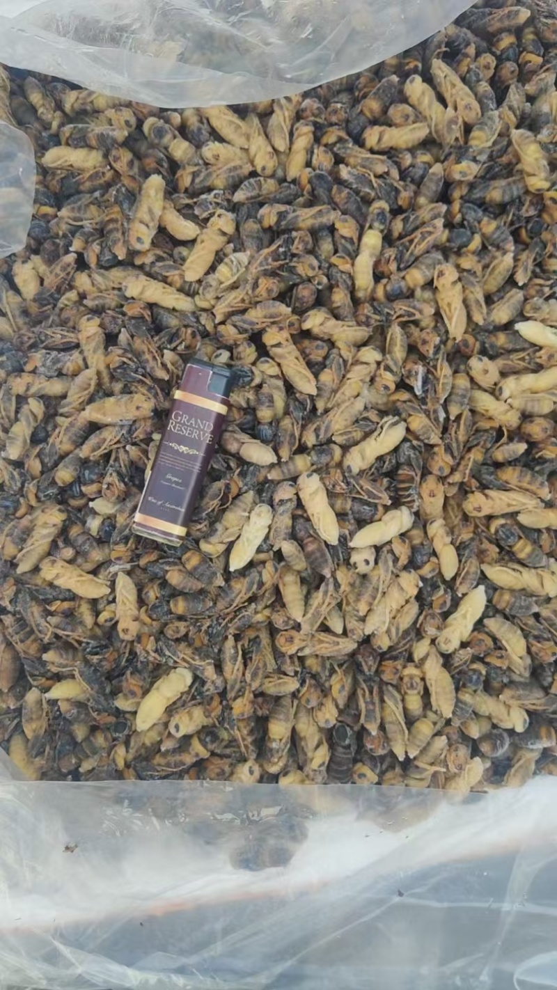 金环土蜂四级蛹各种规格齐全产地直销大量批发长年合作可谈