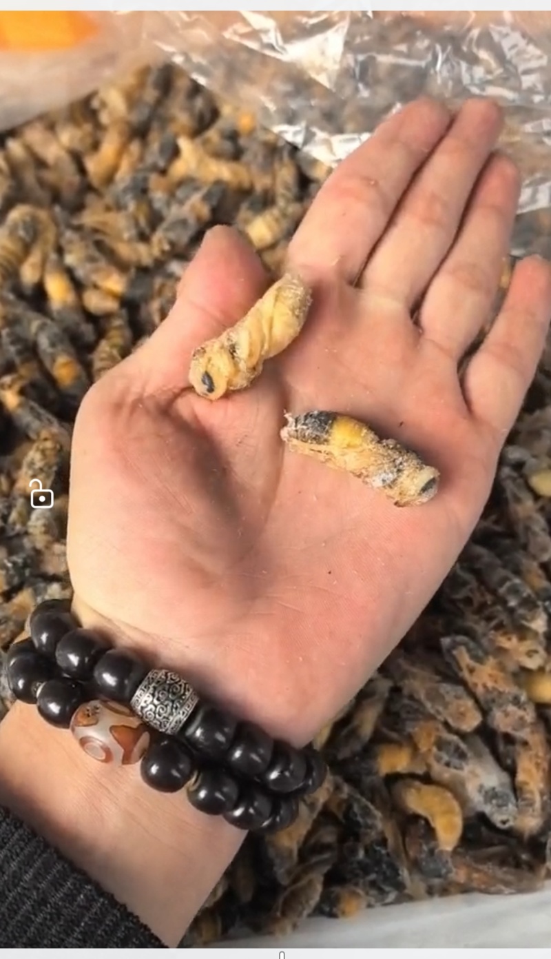 金环土蜂四级蛹各种规格齐全产地直销大量批发长年合作可谈