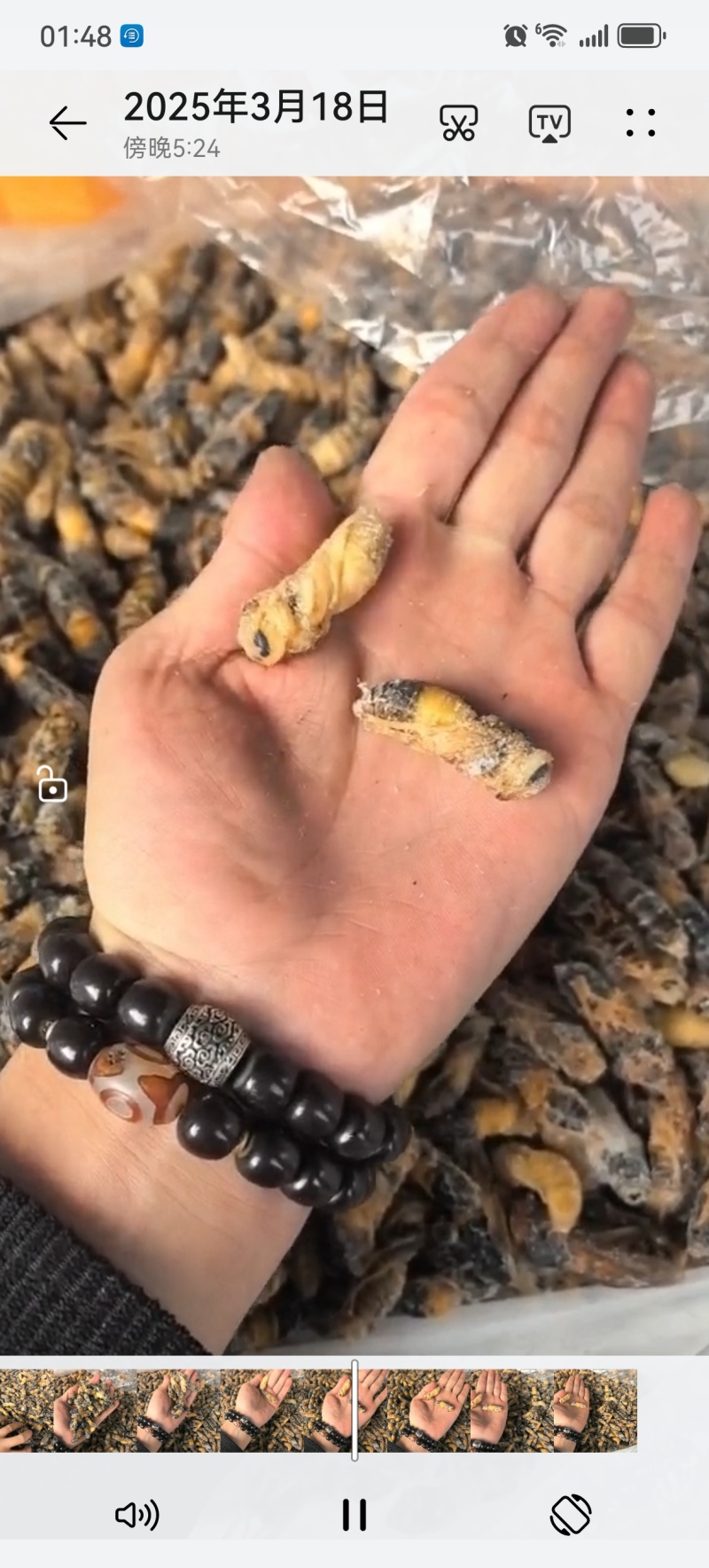 金环土蜂四级蛹各种规格齐全产地直销大量批发长年合作可谈