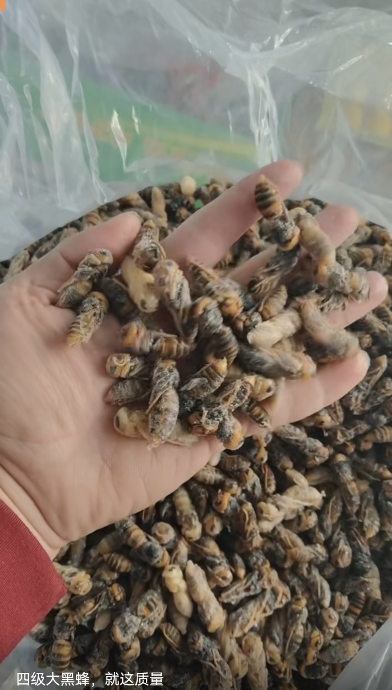 金环土蜂四级蛹各种规格齐全产地直销大量批发长年合作可谈