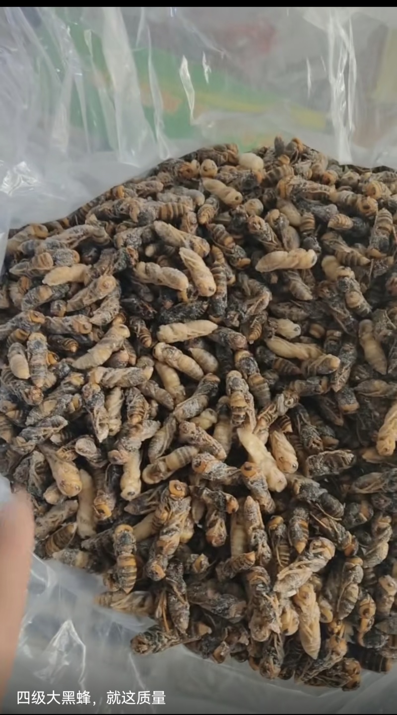 金环土蜂四级蛹各种规格齐全产地直销大量批发长年合作可谈