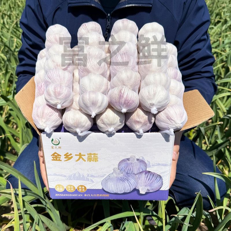 【富之鲜】金乡大蒜头大果网兜彩箱装正宗紫皮大蒜干蒜