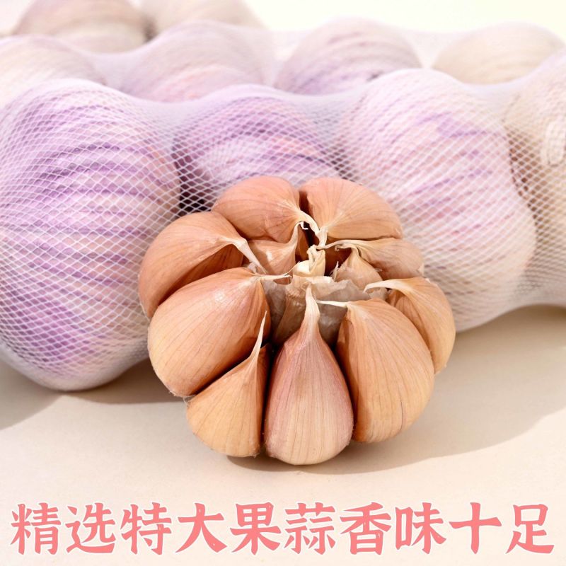 【富之鲜】金乡大蒜头大果网兜彩箱装正宗紫皮大蒜干蒜