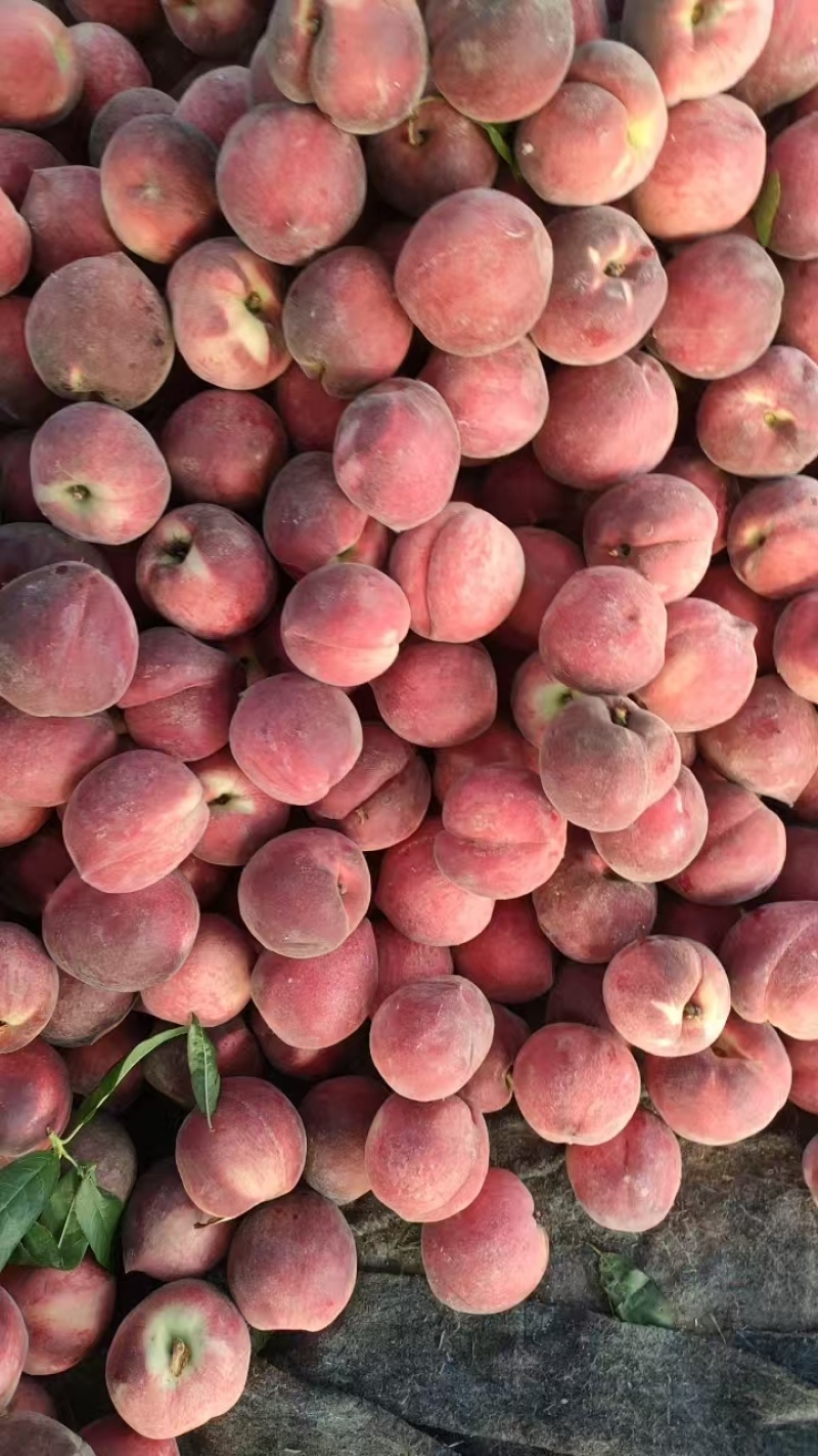 【千人回购】春雪桃/突围桃/山东毛桃/桃核分离/产地价美