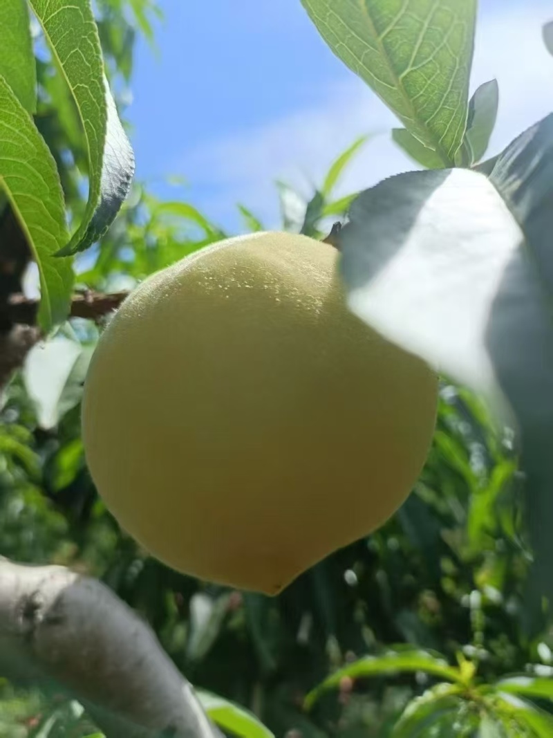 纸袋突围