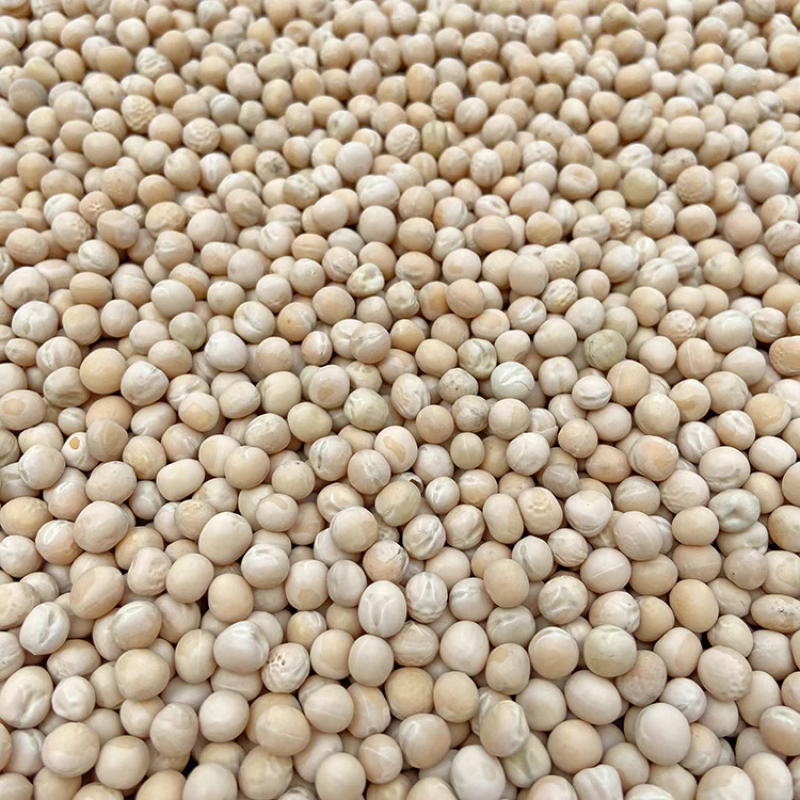 《俄罗斯豌豆》白豌豆/干豌豆/大吨位供应/全国批发