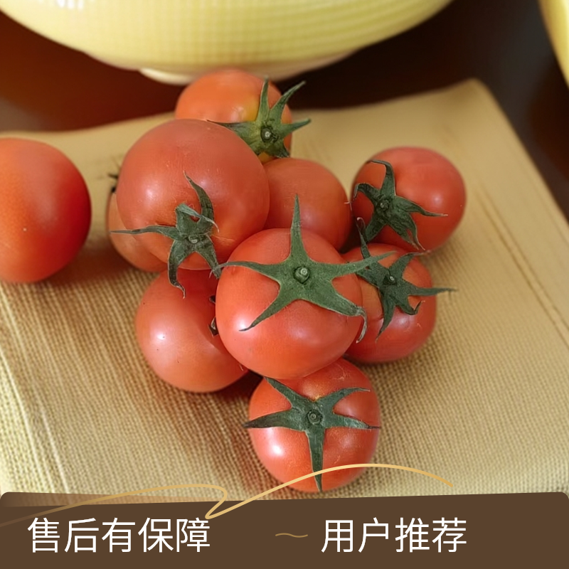 云南红河现摘老品种西红柿新鲜直发